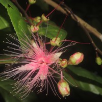 Barringtonia racemosa (L.) Spreng.